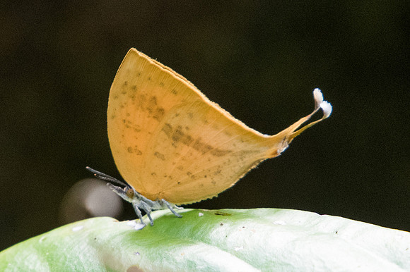 Loxura atymnus continentalis-2390 - Chiang Dao - 15/11/23