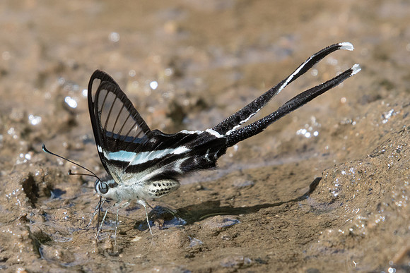 Lamproptera meges- Chiang Dao -16/11/23 - 0925