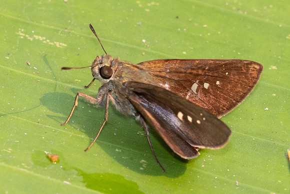 Borbo cinnara-2033 - Chiang Dao - 18/03/24