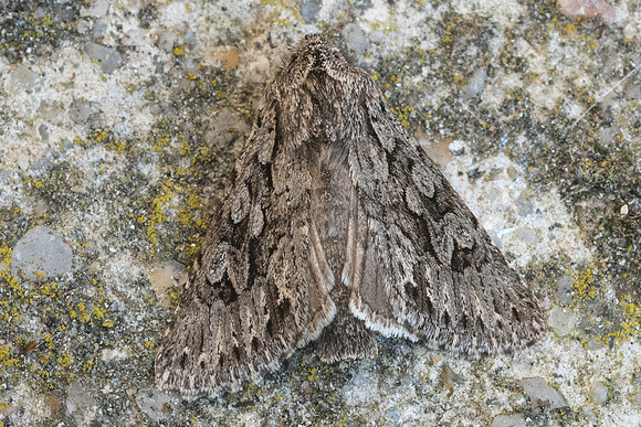 Xylocampa areola - 9976 - Fontainebleau