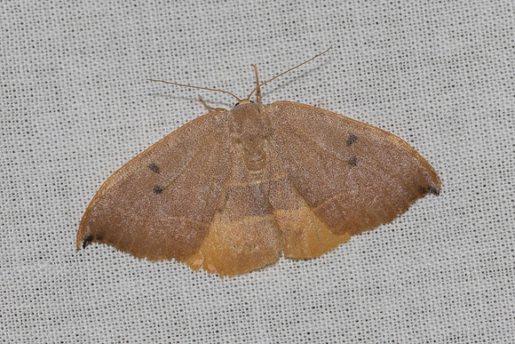 Watsonalla uncinula ♀-8965 - Signes- 5/06/25