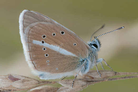 Polyommatus damon-2838 - Fontibre