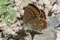 Polyommatus escheri-0051