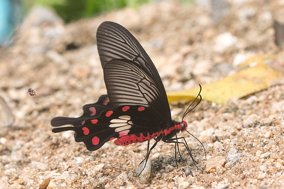 Pachliopta aristolochiae goniopeltis-0741 - Chiang Dao - 11/03/23