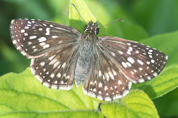 Pyrgus oileus-1834