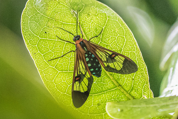 Cosmosoma cingulatum-0956