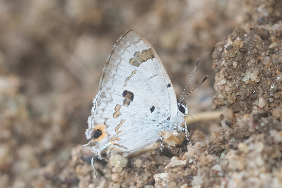 Hypolycaena othona-9581 - Chiang Dao - 14/11/23