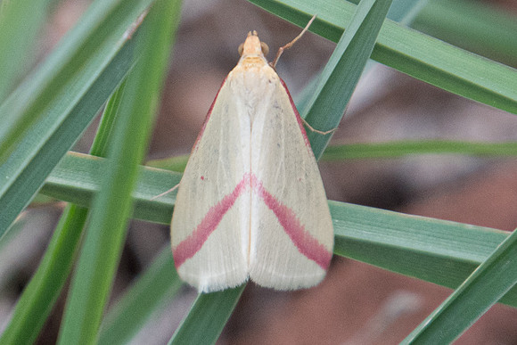 Rhodometra sacraria -8551 -Canyon du diable - 1/10/22