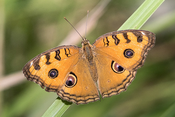 Junonia almana-2829 - Koh samui -  19/03/23