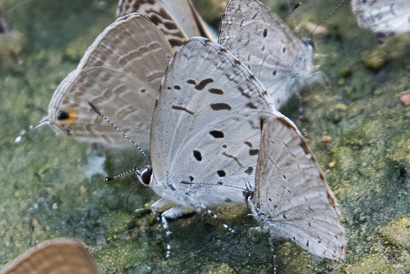 Celatoxia marginata-2063 - Chiang Dao - 11/03/23