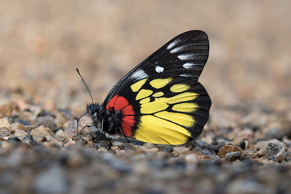 Delias pasithoe -8058 - Chiang Dao- 14/11/23
