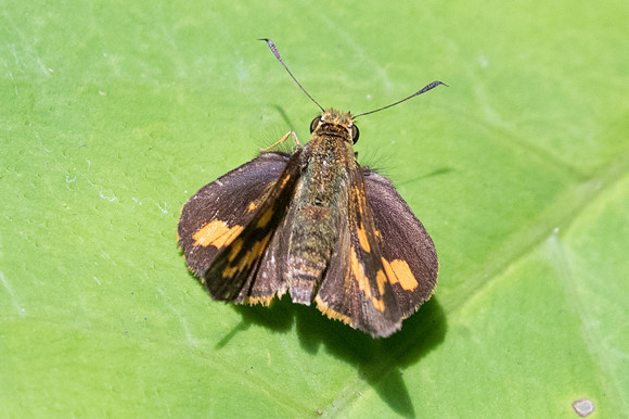 Telicota besta-2441 - Chiang Dao - 15/11/23