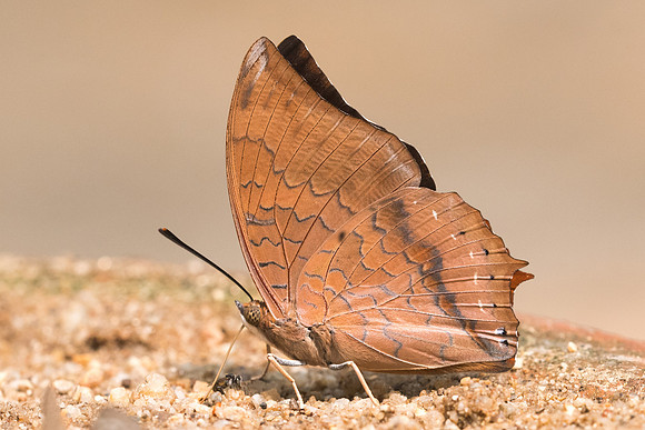Charaxes aristogiton aristogiton - 9548 - Chiang Dao  - 11/03/23