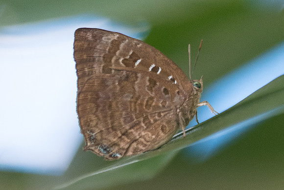 Arhopala centauris id--0014 - Koh Samui - 17/03/23