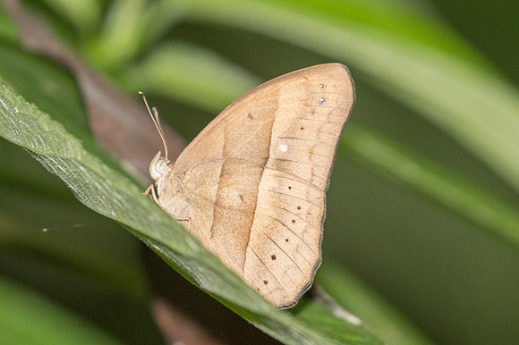 Mycalesis mnasicles-1788  - Chiang Dao - 15/11/23