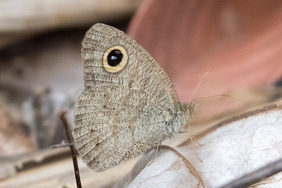 Ypthima similis id--4704