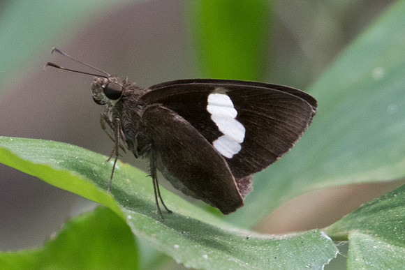 Notocrypta paralysos varians-2467 - Koh Samui - 19/03/23