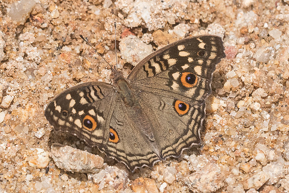 Junonia lemonias-8840 Koh Samui - 16/03/23