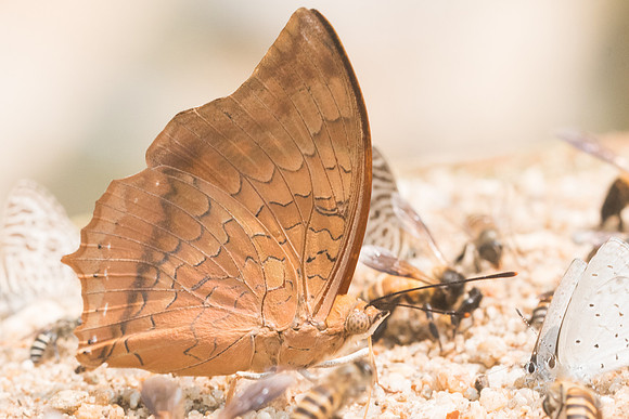 Charaxes aristogiton-9317- Chiang Dao  - 11/03/23