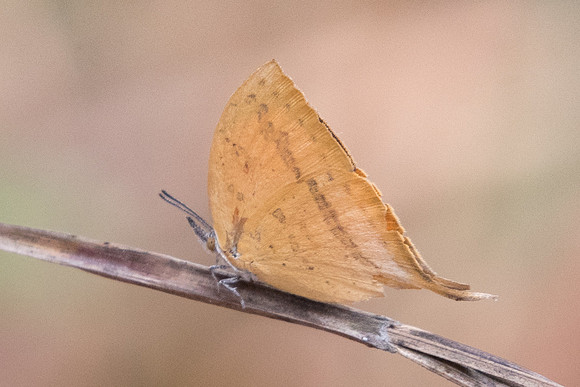 Loxura atymnus continentalis -5854 - Doi Suthep - 9/03/23