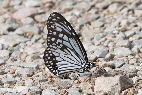 Parantica aglea melanoides-0059  - Chiang Dao - 16/11/23