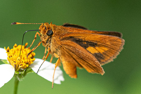 Corticea mendica schwarzi-6487 - Salento - 7/05/19