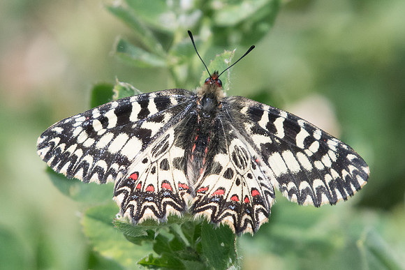 Zerynthia polyxema-3346 - Ponteves - 18/04/19