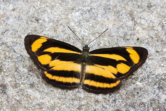 Neptis zaida-3624 - Doi Inthanon - 23/03/25