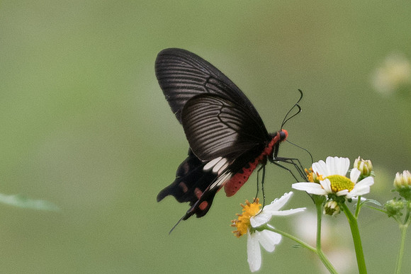 Pachliopta aristolochiae asteris -6986 - Khao Phanom Bencha National Park - 27/11/23