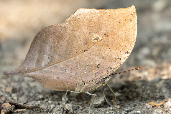 Kallima inachus-4149