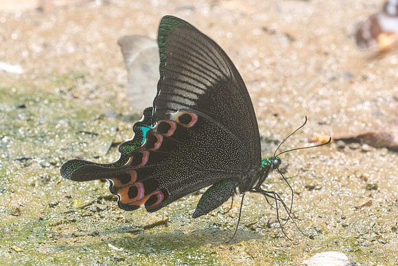 Papilio paris-1070 - Chiang Dao - 11/03/23