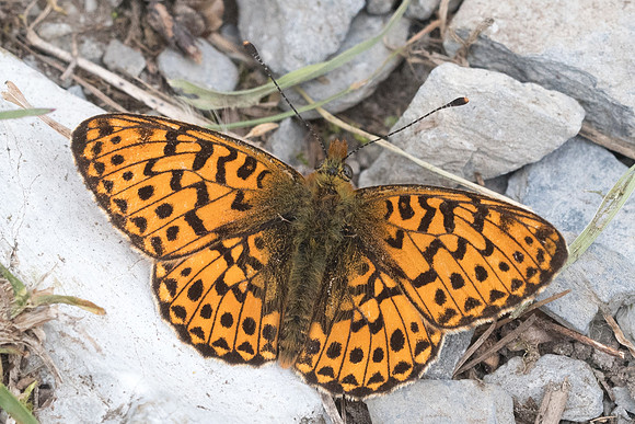 Boloria euphrosyne-5792 - St Dalmas le selvage - 27/06/21
