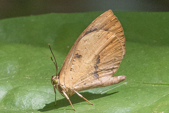 Miletus ancon-5422 - Doi-inthanon - 24/03/24