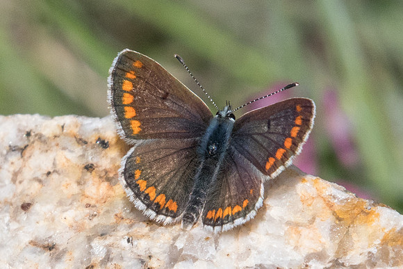 Aricia agestis - 8230