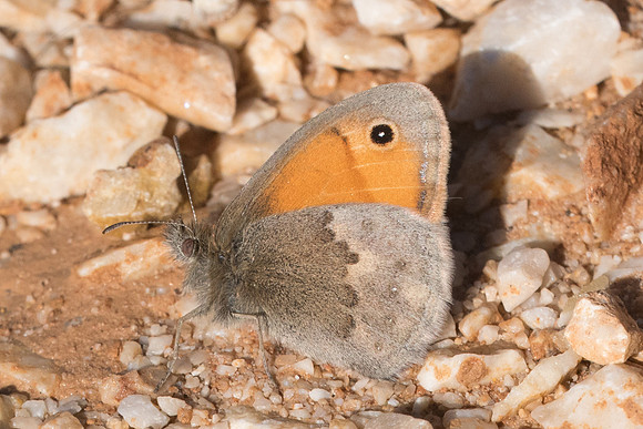 Coenonympha pamphilus-7729 - Montejaque