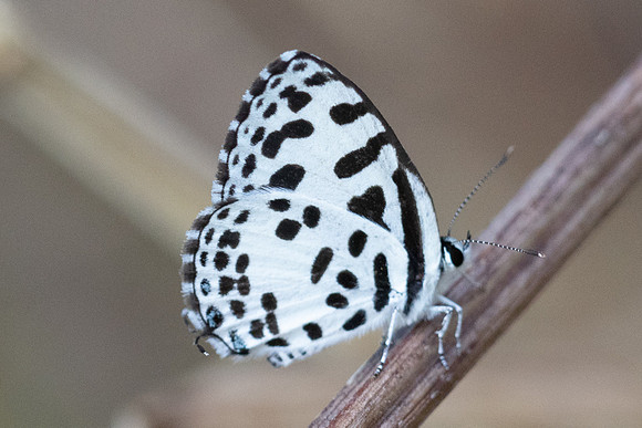 Castalius rosimon-5070 Chom Thong - 23/03/24