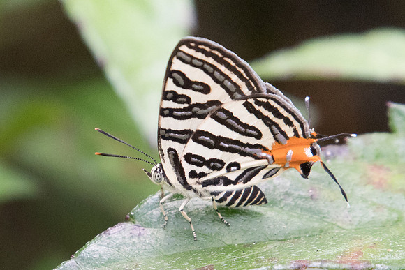 Spindasis syama terana-2345 - Koh Samui - 19/03/23