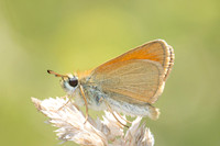 Thymelicus lineola-7507 - Rians - 31/05/25