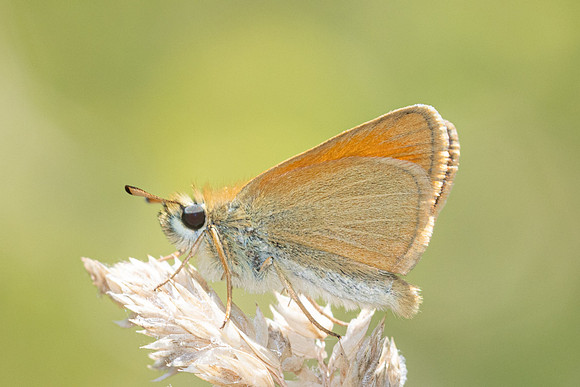 Thymelicus lineola-7507 - Rians - 31/05/25