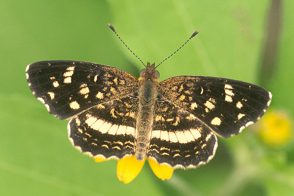 anthanassa tulcis-1174