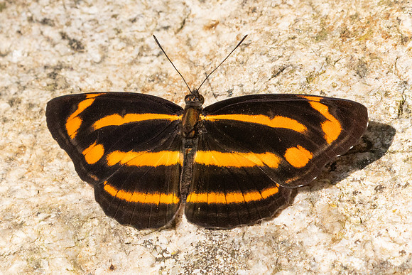 Neptis ananta-3616