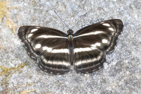 Neptis nashona aagaardi -5253