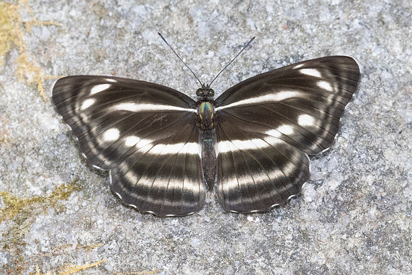 Neptis nashona aagaardi -5253