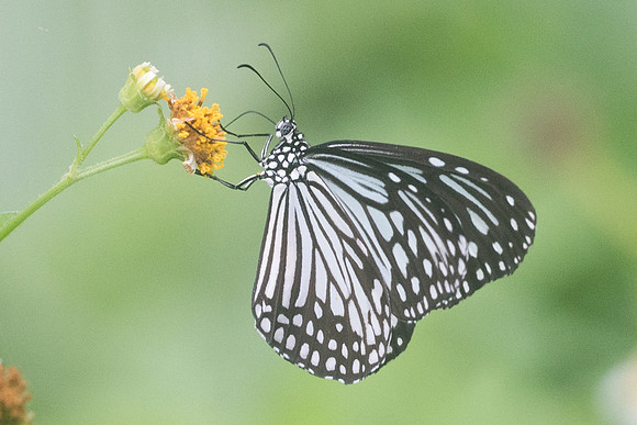 Parantica aglea melanoides-3840 - Krabi - 22/11/23