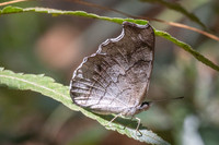 Laringa horsfieldii glaucescens-5785 - Doi Suthep 1577m - 27/03/25