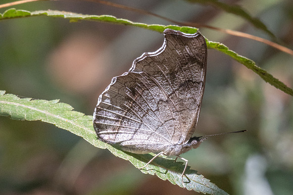 Laringa horsfieldii glaucescens-5785 - Doi Suthep 1577m - 27/03/25