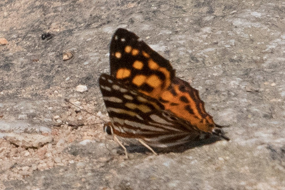 Dodona egeon egeon-5408 - Doi-Suthep - 9/03/23