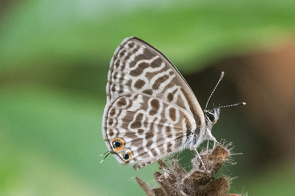 Leptotes plinius-3325- Chiang Dao  - 12/03/23