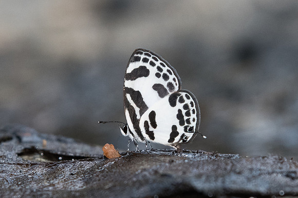 Discolampa ethion ethion-1089 - Doi Suthep - 13/11/23
