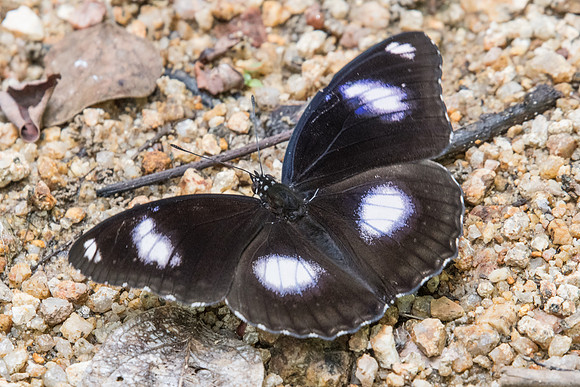 Hypolimnus bolina jacintha ♂-1279 - Koh samui -  18/03/23